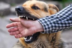 Il mio cane morde. Cosa fare?
