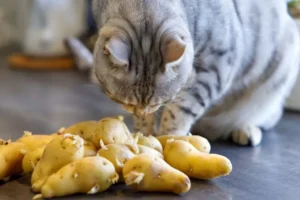 I gatti possono mangiare le patate? Pericoli e consigli