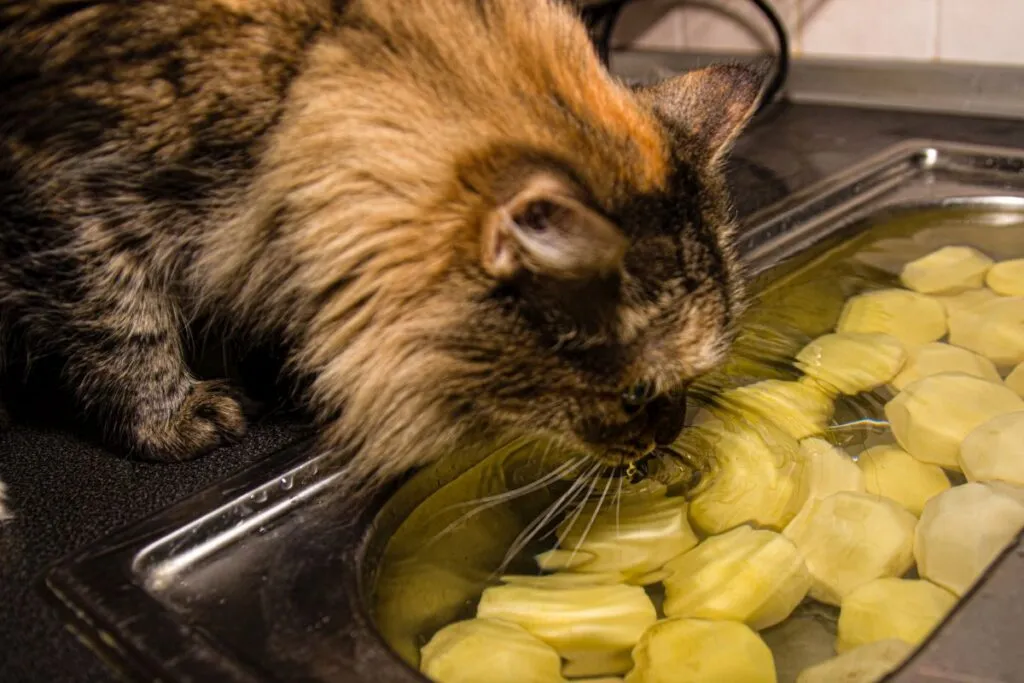 gatto non deve bere acqua patate cotte