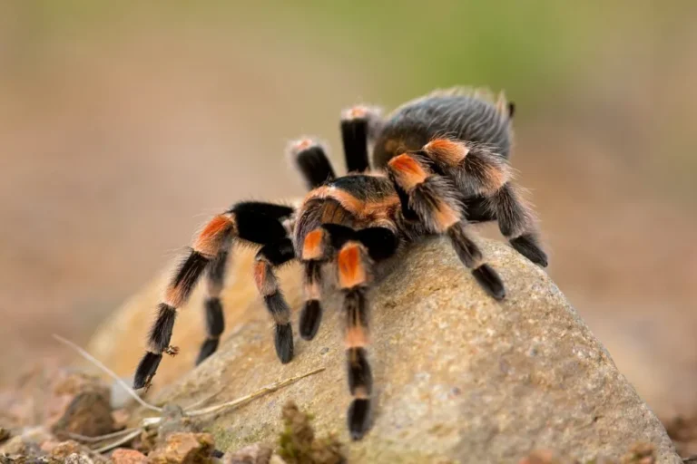 tarantola