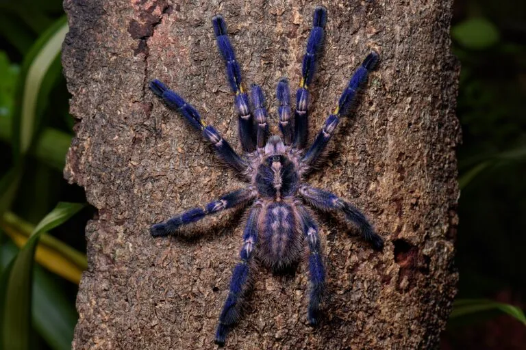Poecilotheria metallica tarantola blue
