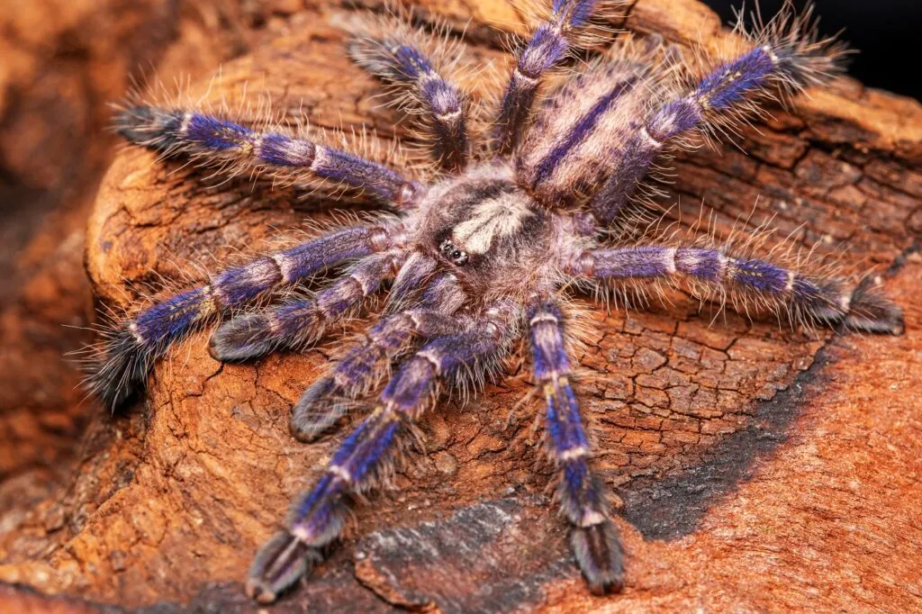 poecilotheria metallica morde per difendersi